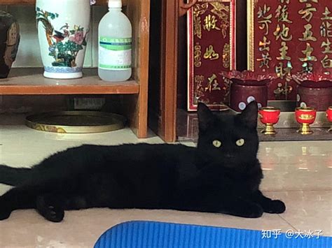 黑猫辟邪|什么是玄猫，什么样的人适合养玄猫，有什么禁忌吗？。